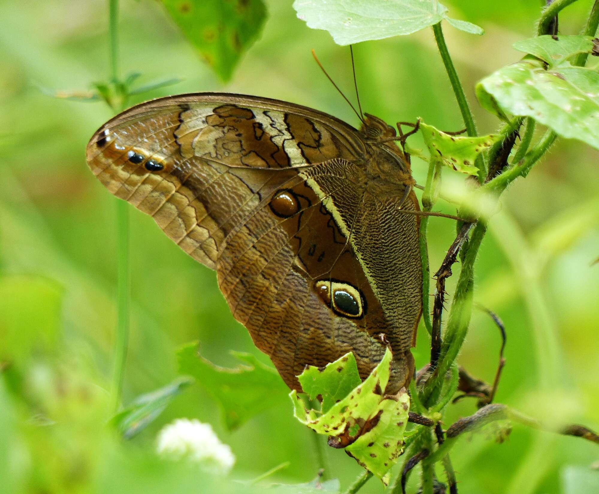 Plancia ëd Eryphanis reevesii pusillus Stichel 1904