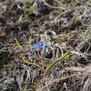 Image of Scilla subnivalis (Halácsy) Speta