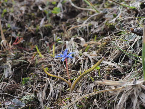 صورة Scilla subnivalis (Halácsy) Speta