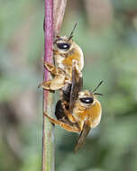 Image of Caupolicana electa (Cresson 1878)