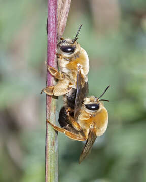 Image of Caupolicana electa (Cresson 1878)