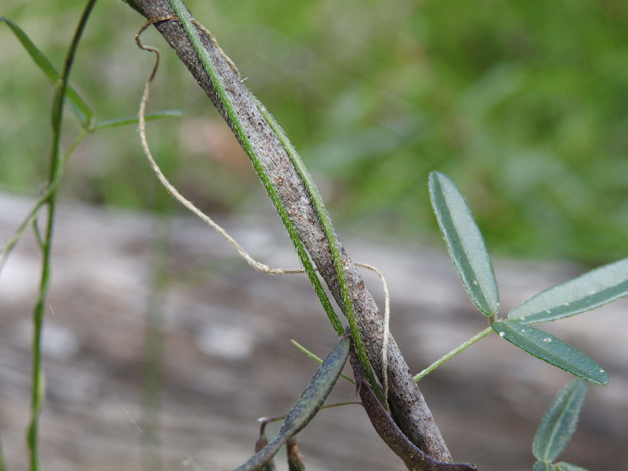 Image of Glycine cyrtoloba Tindale