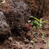 Image of Black-bellied Firefinch