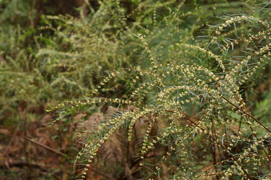 Image of Pimelea axiflora subsp. axiflora