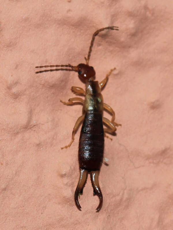 Image of Guanchia pubescens (Géné 1837)