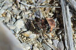 Image of Neocicindela garnerae Larochelle & Larivière 2013