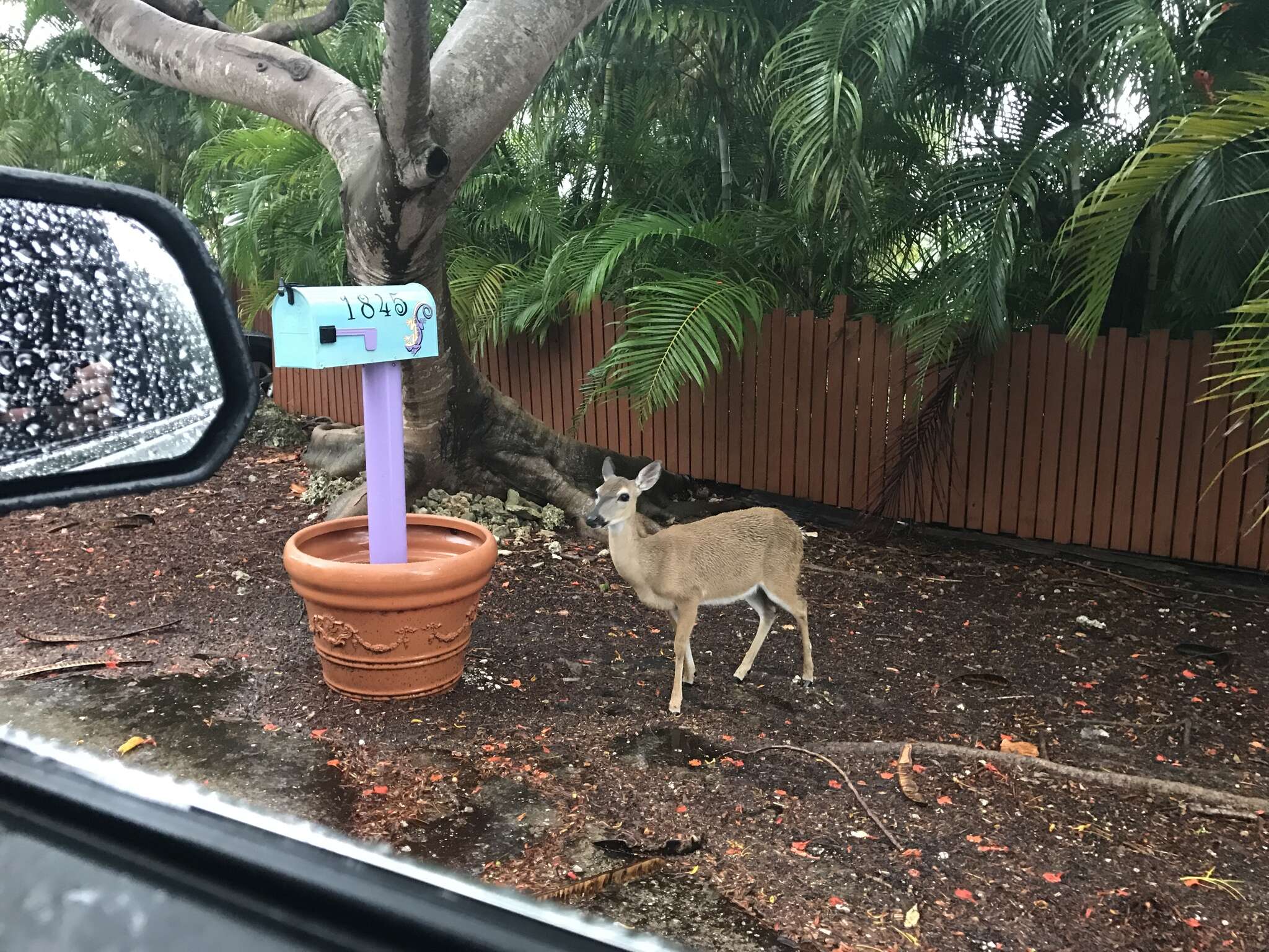 Image of Key deer