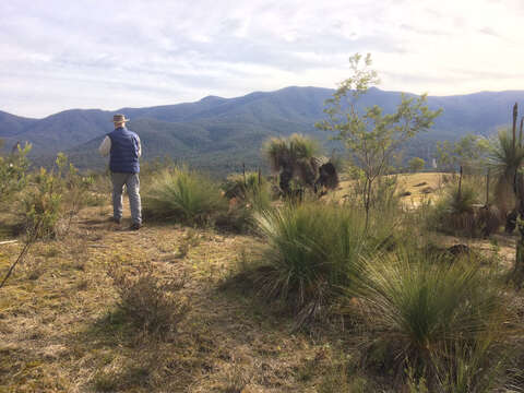 Image of Xanthorrhoea glauca subsp. angustifolia D. J. Bedford