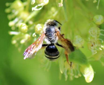 Andrena prunorum Cockerell 1896 resmi