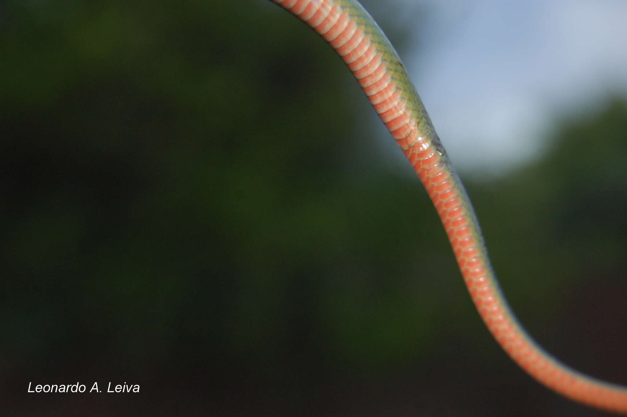 Image de Erythrolamprus jaegeri coralliventris (Boulenger 1894)