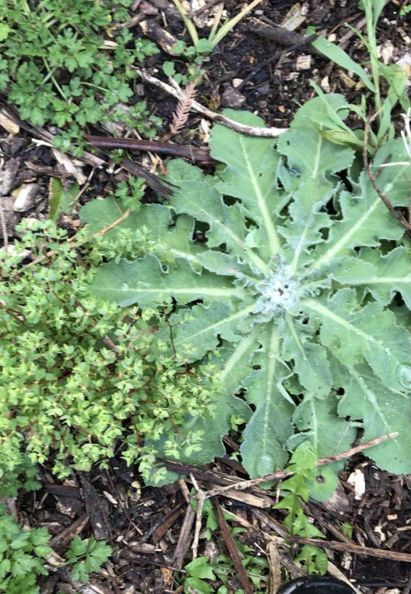 Imagem de Sonchus kirkii B. G. Hamlin