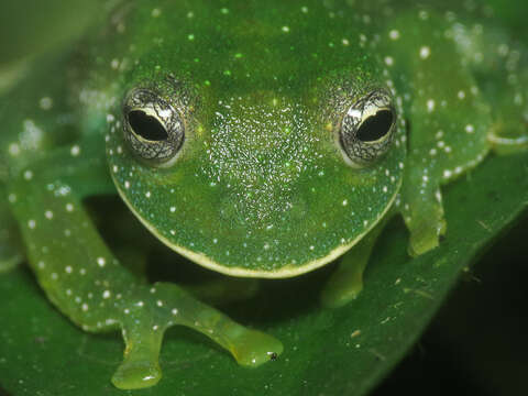 Image of Savage's cochran frog