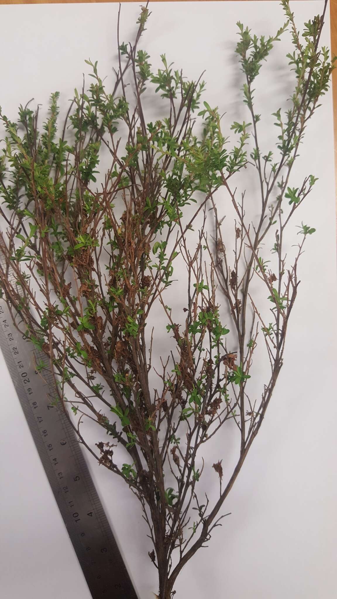 Image of Kunzea amathicola de Lange & Toelken