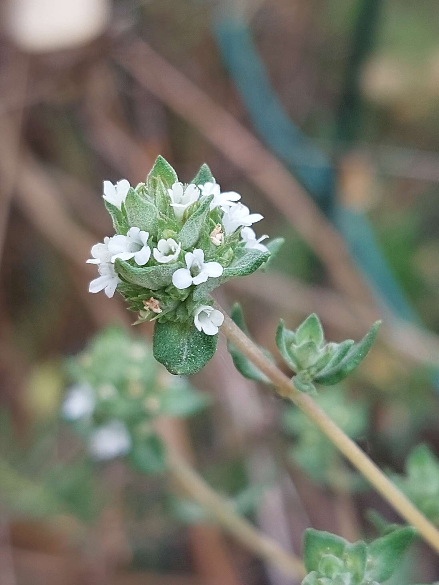 Image of Thymus capitellatus Hoffmanns. & Link