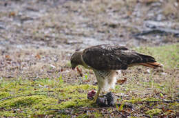 Image of Eastern Red-tailed Hawk