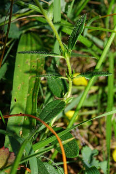 Image of Helianthemum nummularium subsp. obscurum (Celak.) J. Holub