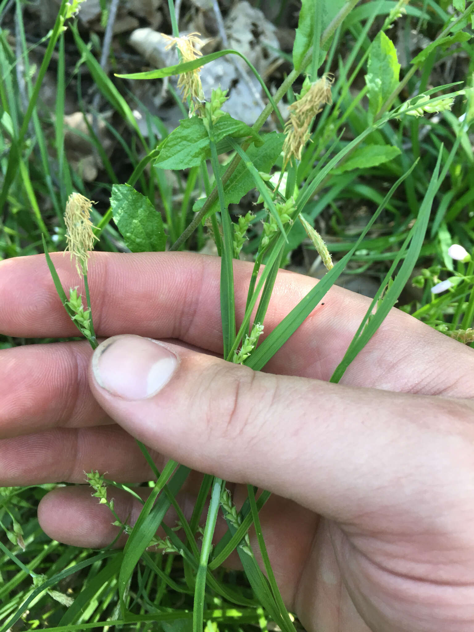 Image of eastern woodland sedge