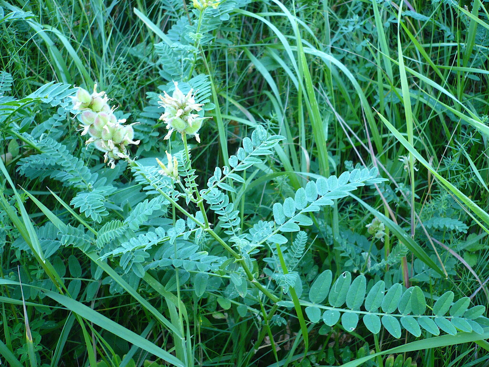 Image of chickpea milkvetch