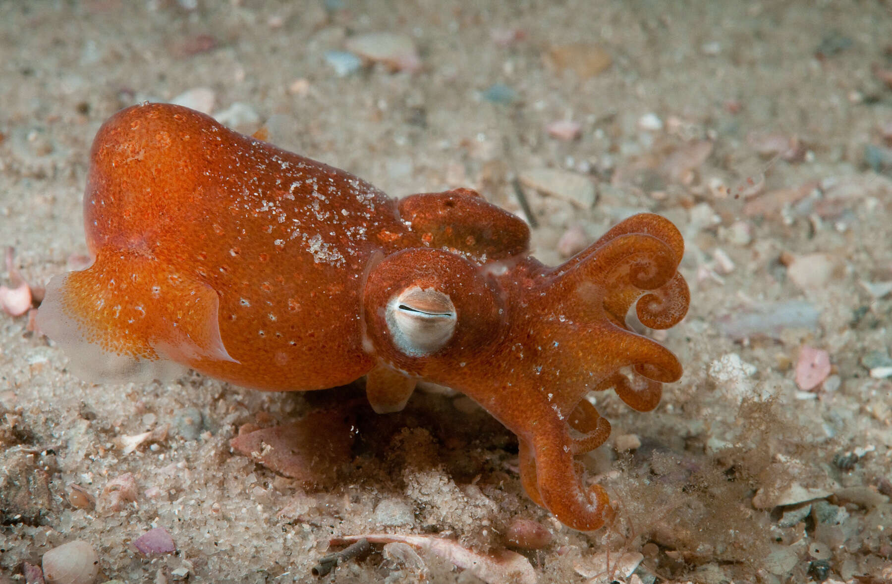 Image of Southern Bottletail Squid