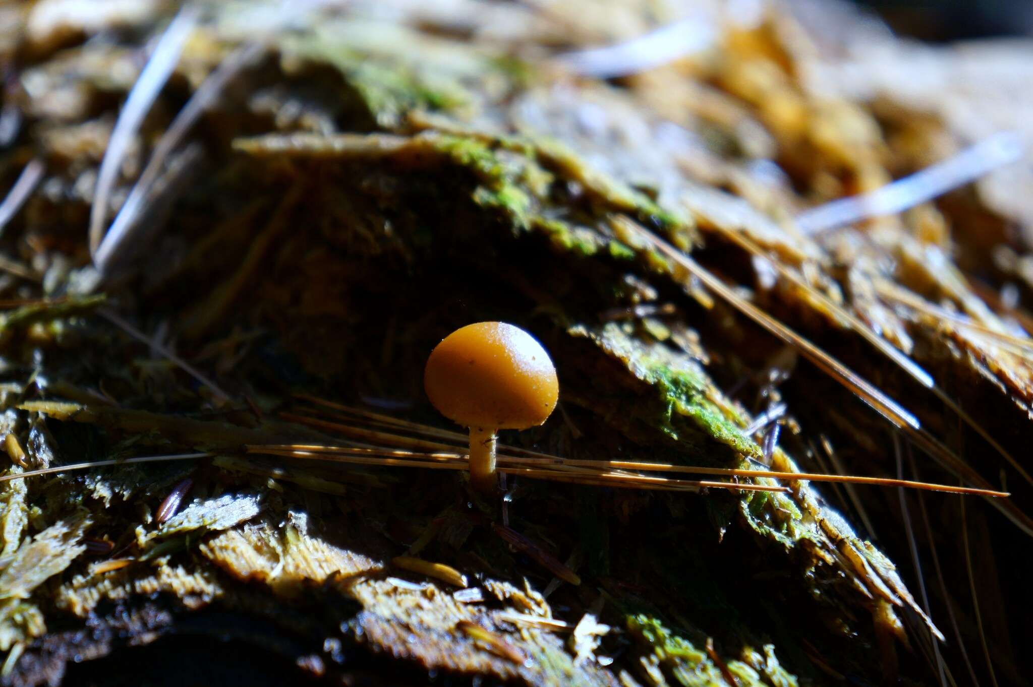 Image of Galerina marginata (Batsch) Kühner 1935