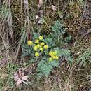 Слика од Lomatium serpentinum (M. E. Jones) Mathias