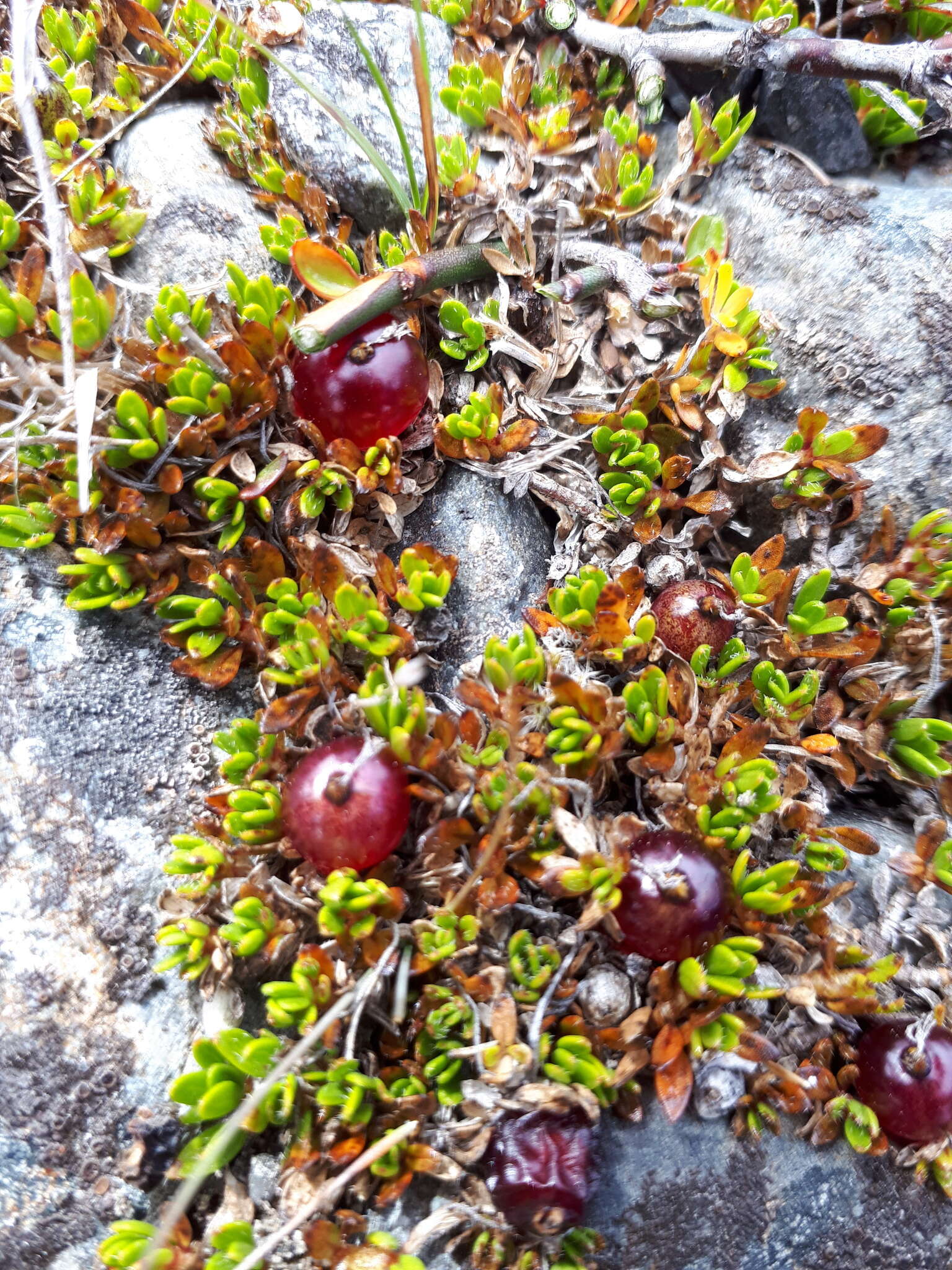 Image of Coprosma atropurpurea (Cockayne & Allan) L. B. Moore