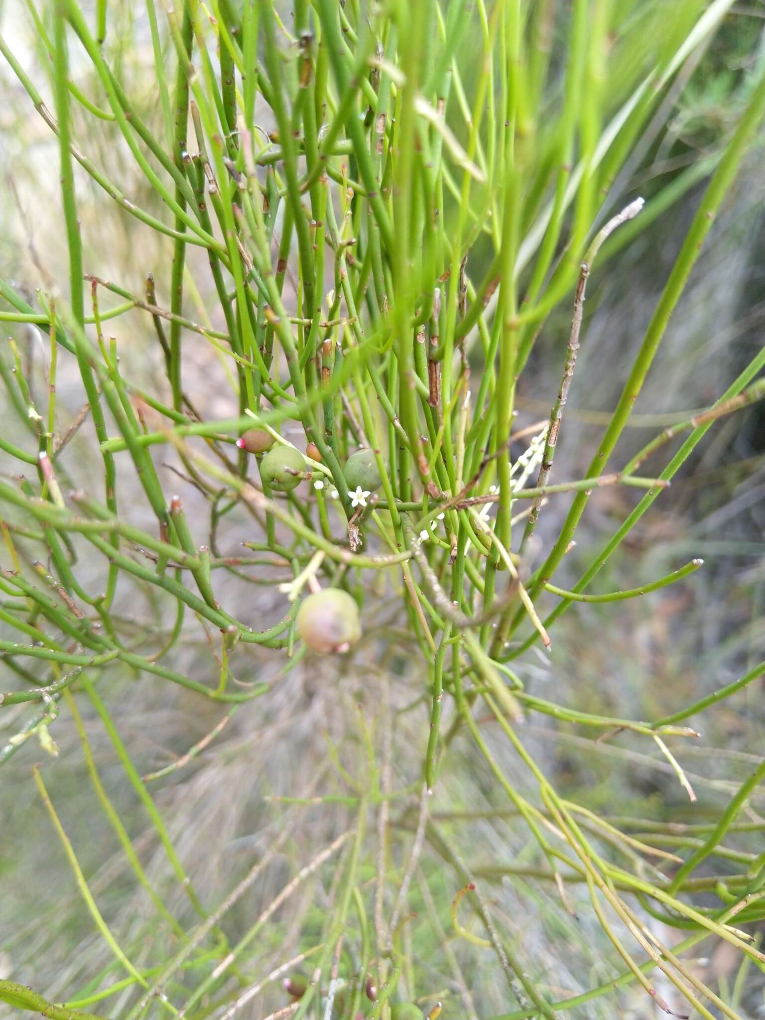 Image de Leptomeria drupacea (Labill.) Druce