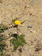 Image of Hypochaeris tenuifolia (Hook. & Arn.) Griseb.