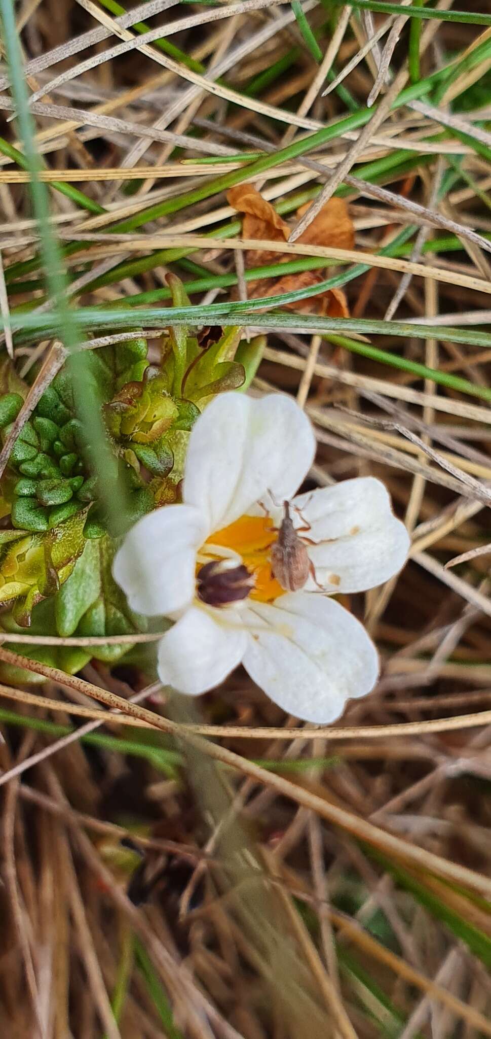 Image of Euphrasia laingii Petrie