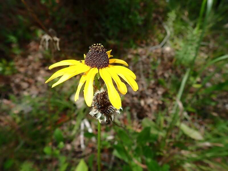 Image of blackeyed Susan