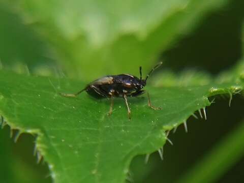 Image of Geocoris (Geocoris) lineolus (Rambur 1839)