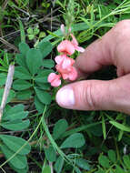 Imagem de Indigofera miniata Ortega