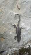 Image of Largescale Spiny Lizard