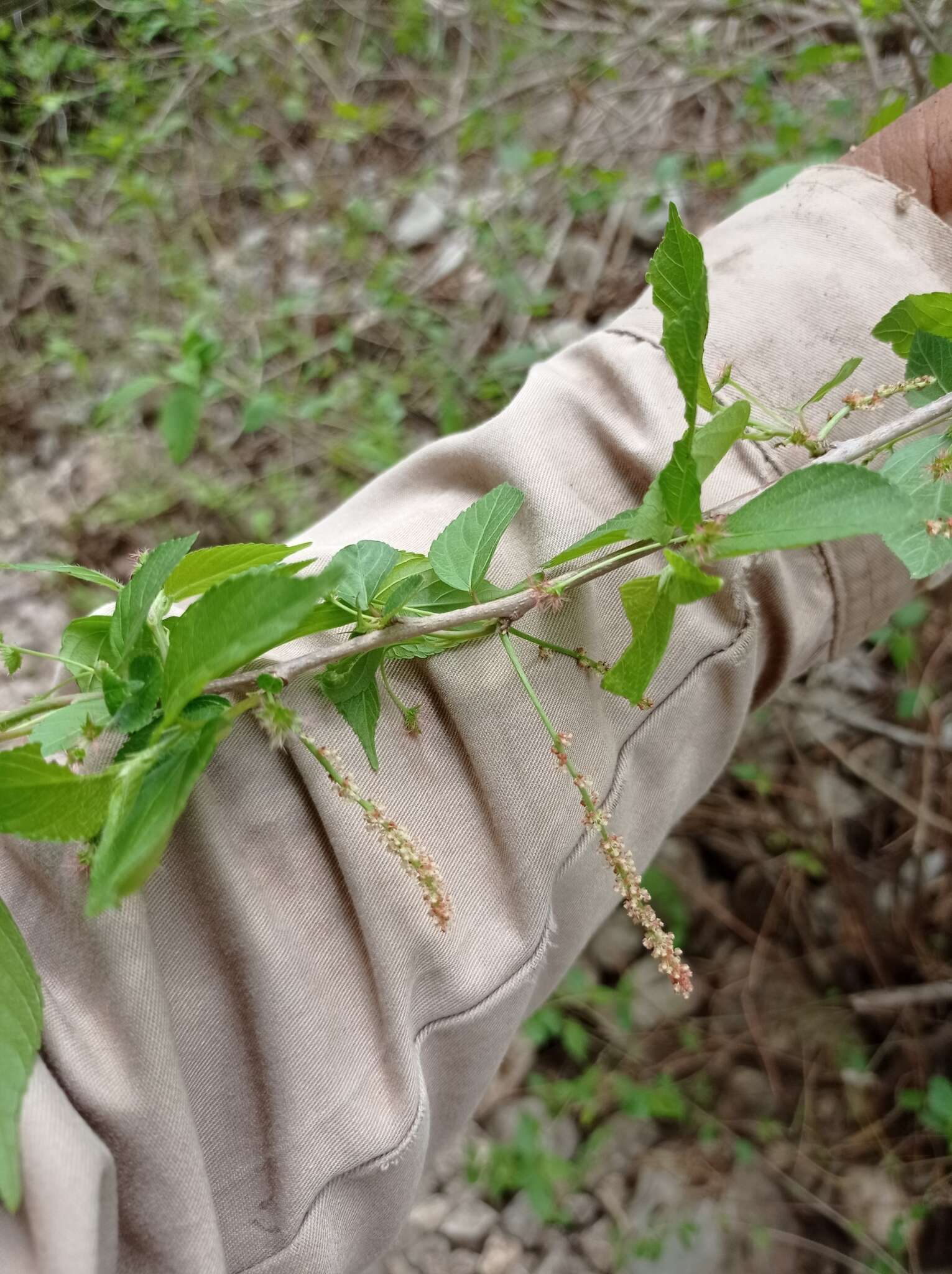 Imagem de Acalypha leptopoda Müll. Arg.