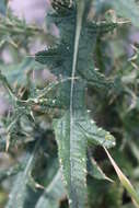 Image of Spear Thistle