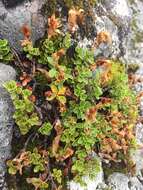 Image of Menzies' penstemon