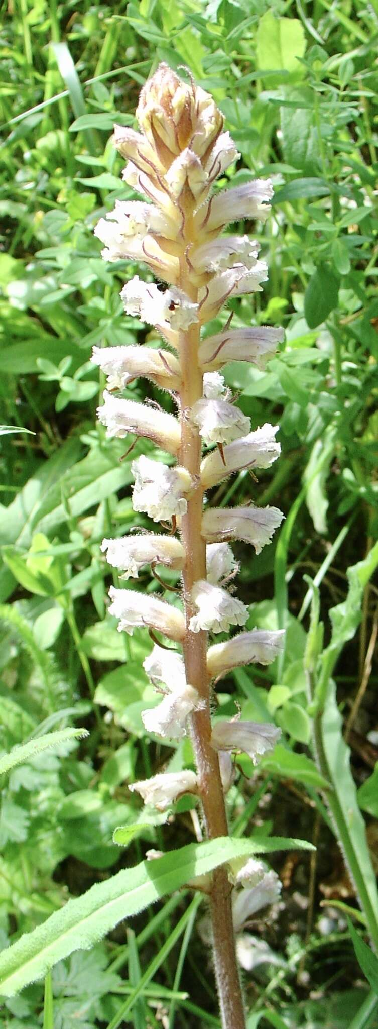 Image of oxtongue broomrape