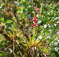 Image of Tillandsia superba Mez & Sodiro