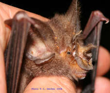 Image of Ziama Horseshoe Bat