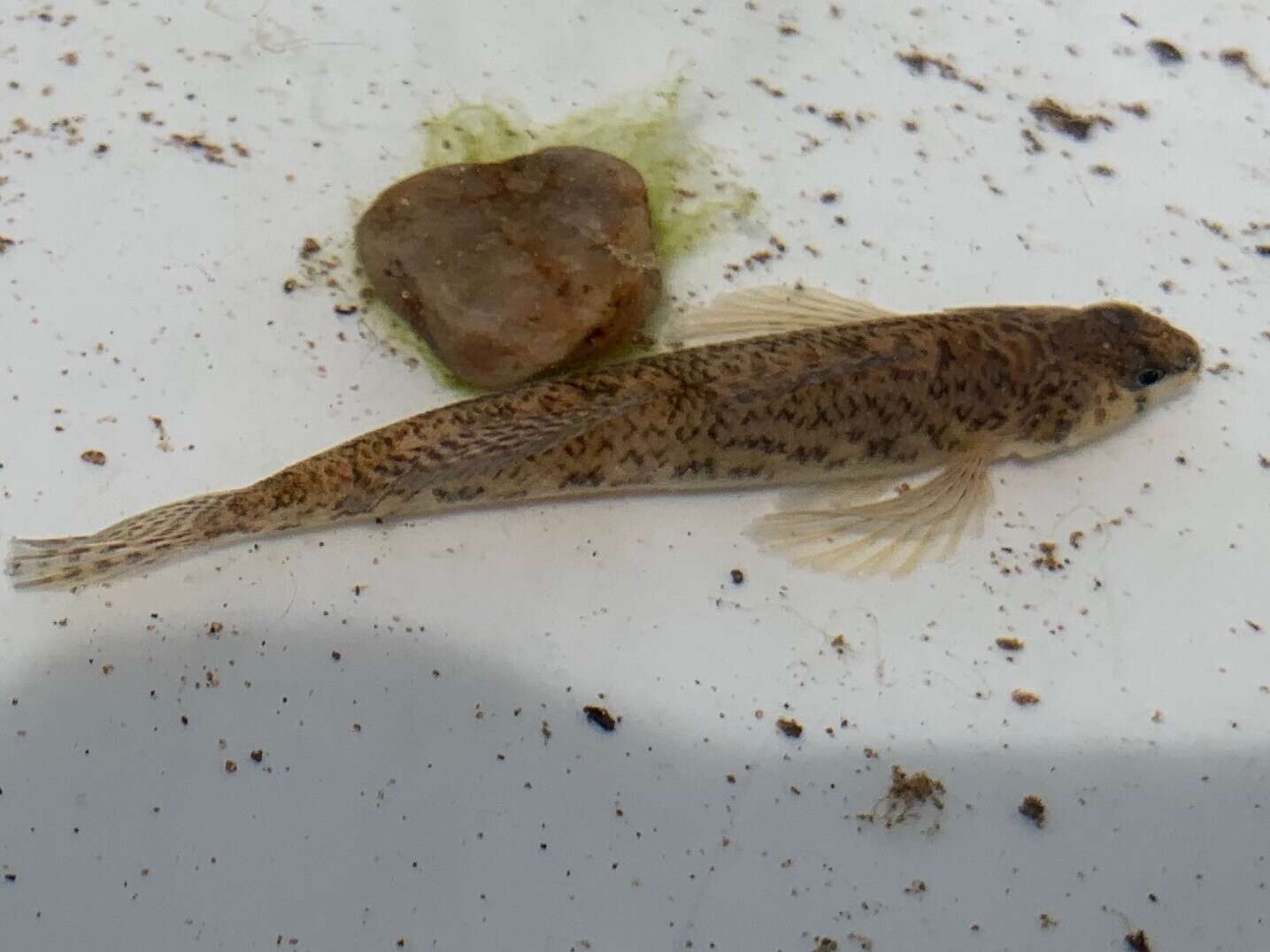 Image of Tessellated Darter