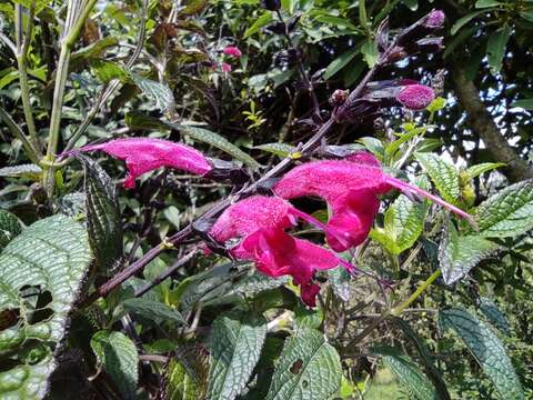 Image of Salvia quitensis Benth.