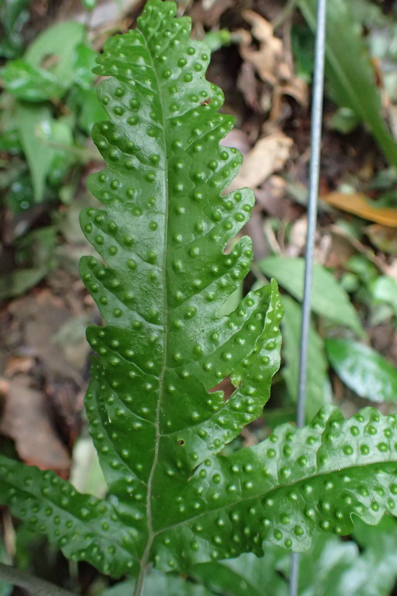 Image de Tectaria phaeocaulis (Rosenst.) C. Chr.