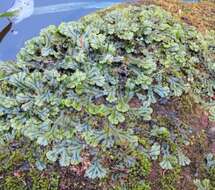 Image of Marchantia polymorpha subsp. polymorpha L.