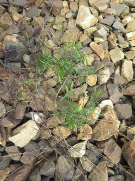 Image of Bidens parviflora Willd.