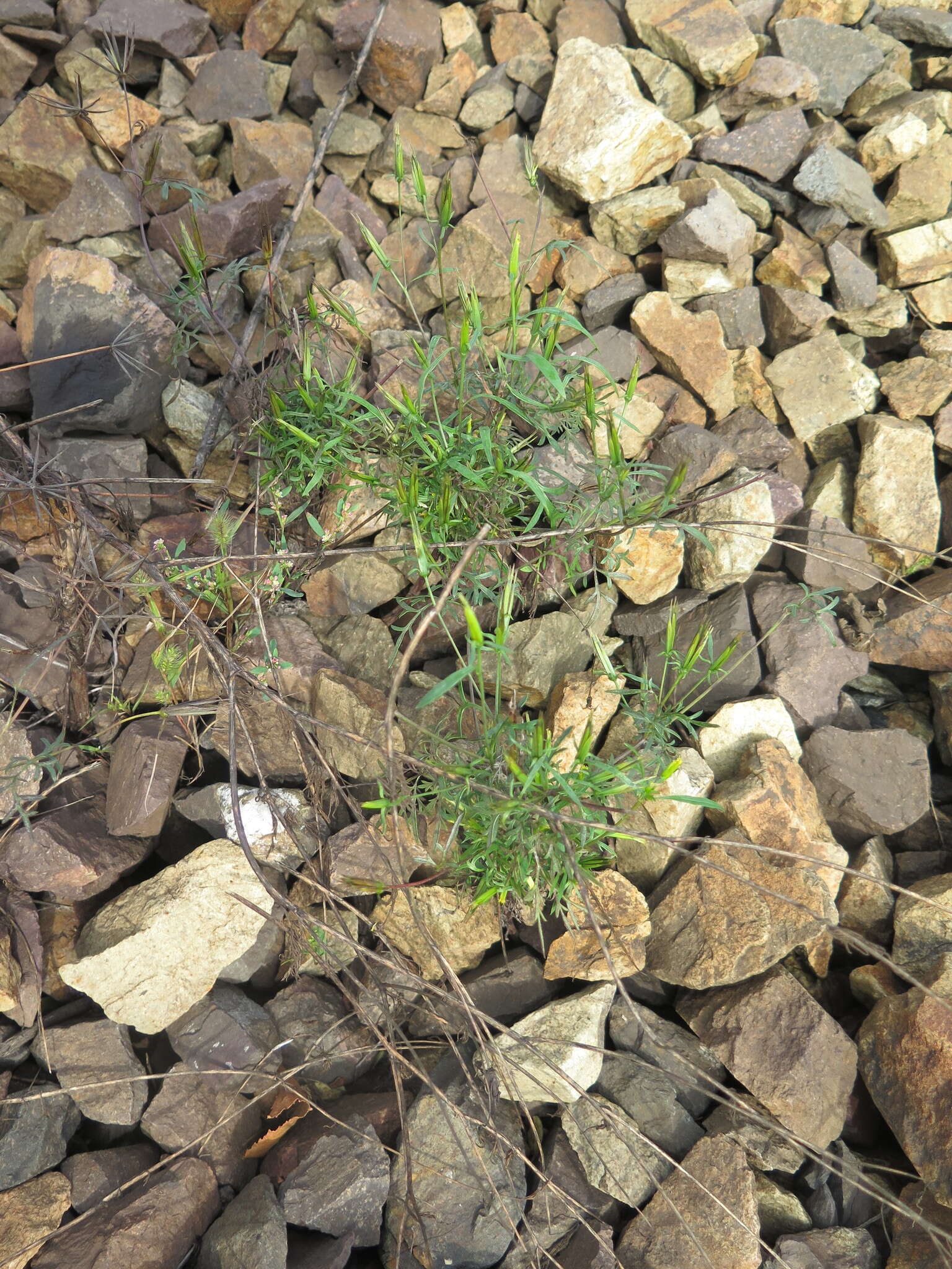 Bidens parviflora Willd.的圖片