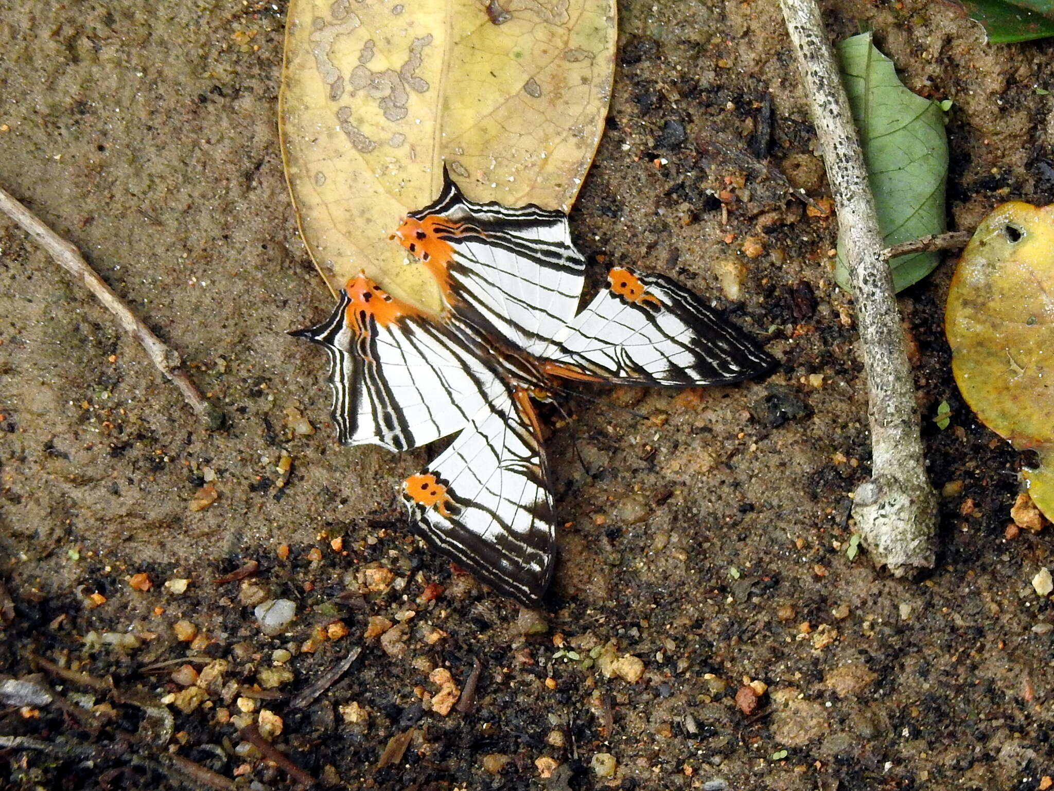 Image of Cyrestis maenalis Erichs 1834