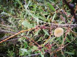 Image of dwarf Russian almond