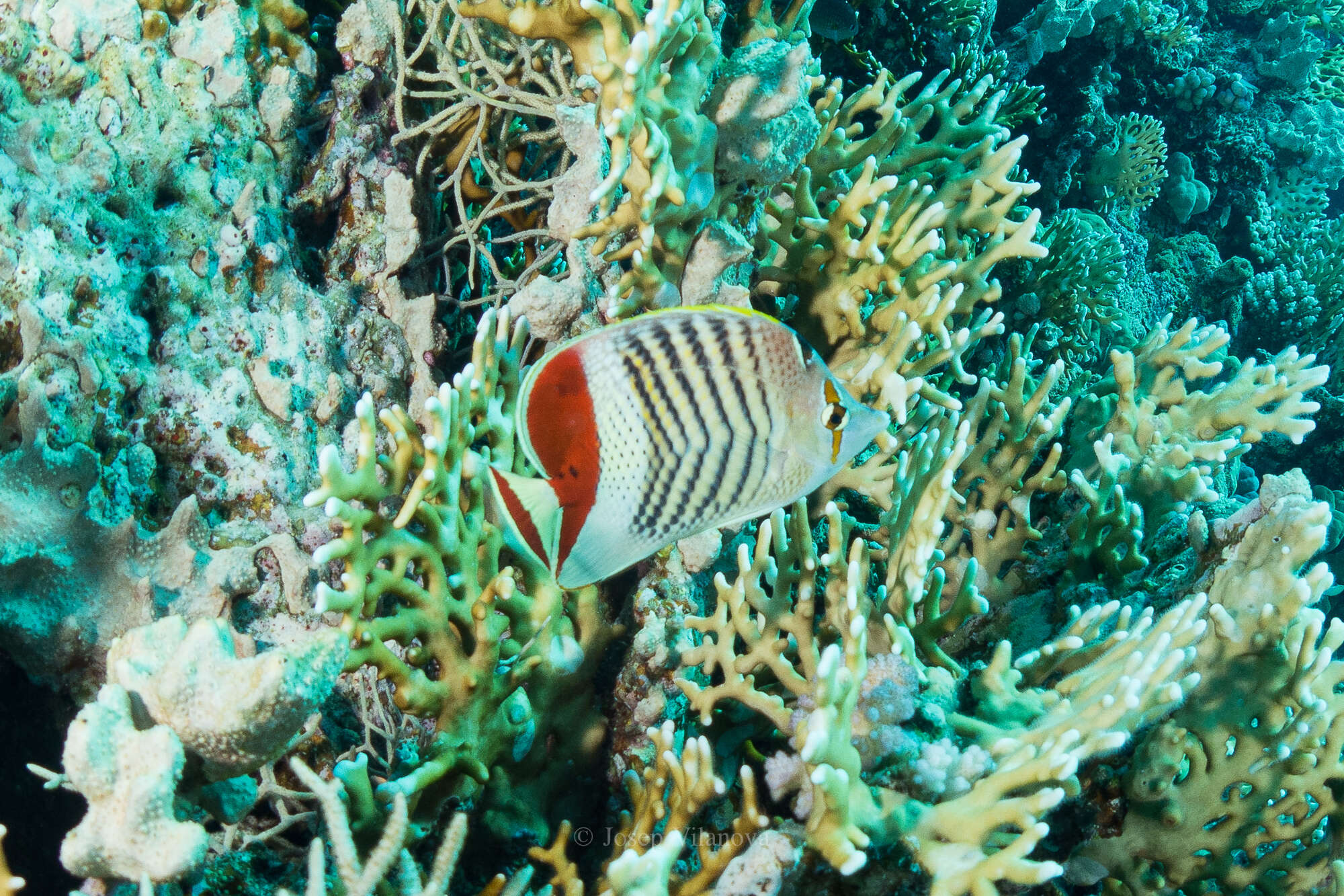 Image of Crown Butterflyfish