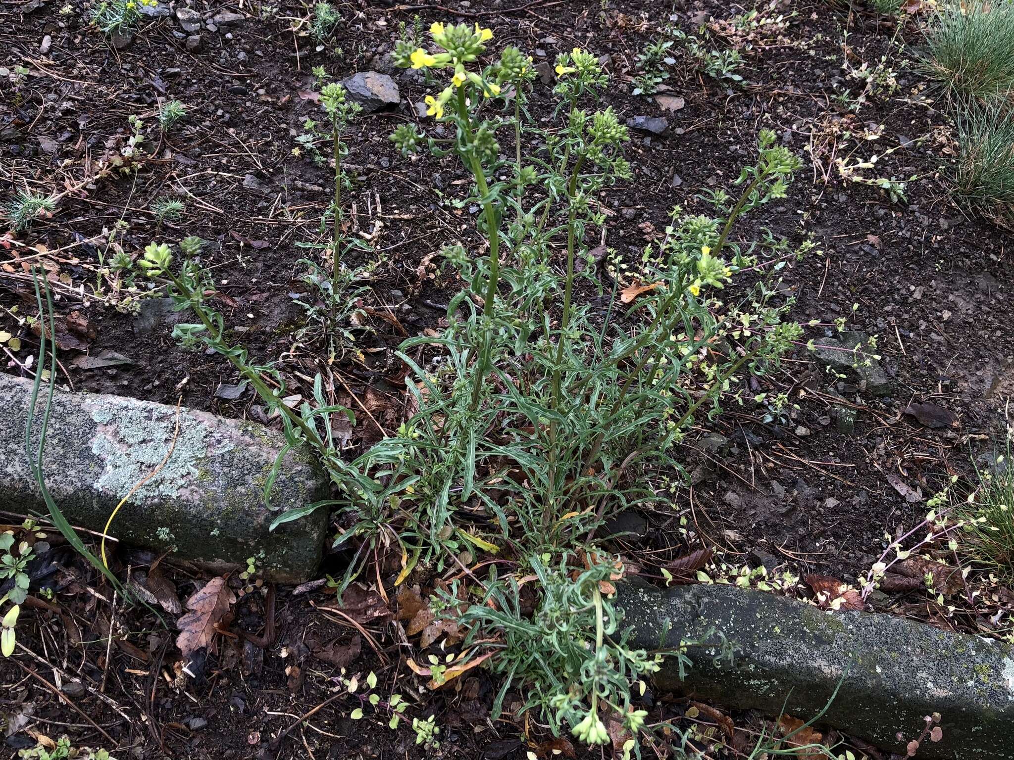 Image of Erysimum crepidifolium Rchb.