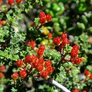 Image of Rincon Ridge ceanothus